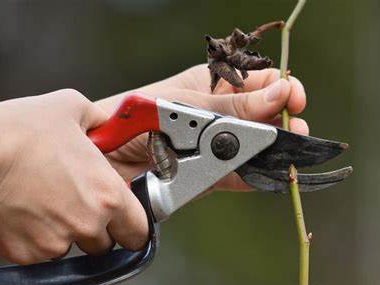 Better off in container aeration and air root pruning.